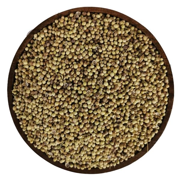 گشنیز